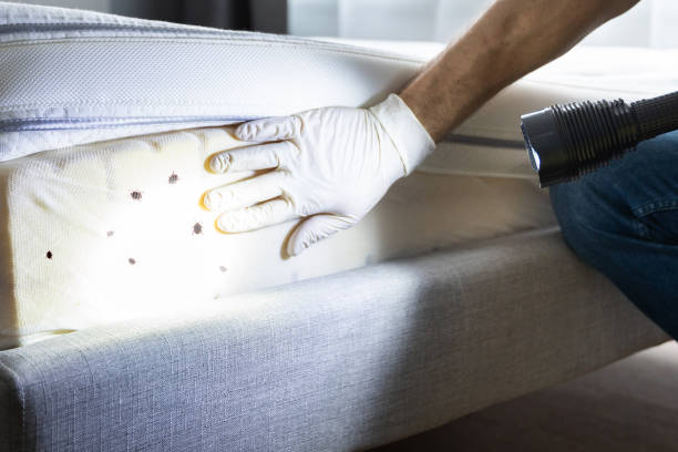 Best Mosquito Control Services  in Pemberton Heights, NJ